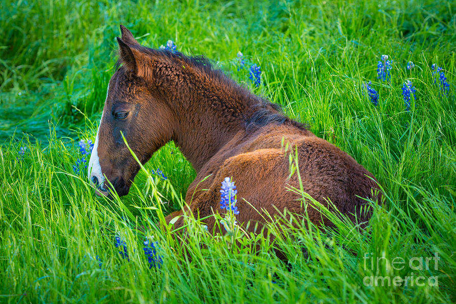 Thoughtful Foal Photograph by Inge Johnsson