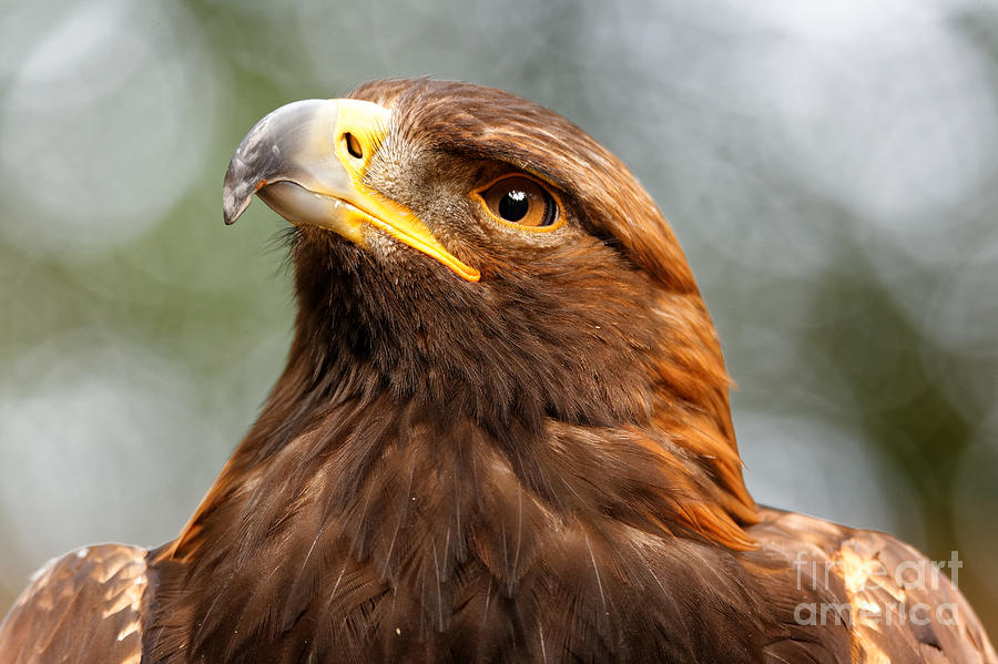 Thoughtful Golden Eagle Photograph By Sue Harper 