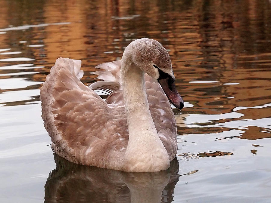 Thoughtful - Juvenile Mute Swan Photograph by Gill Billington
