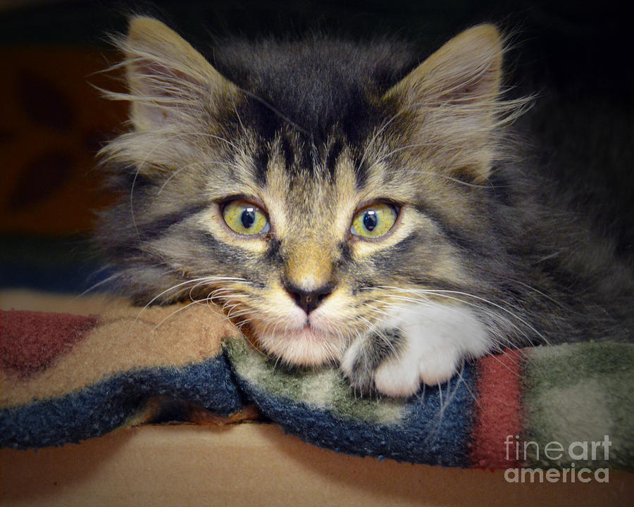 Thoughtful Kitten Photograph by Catherine Sherman