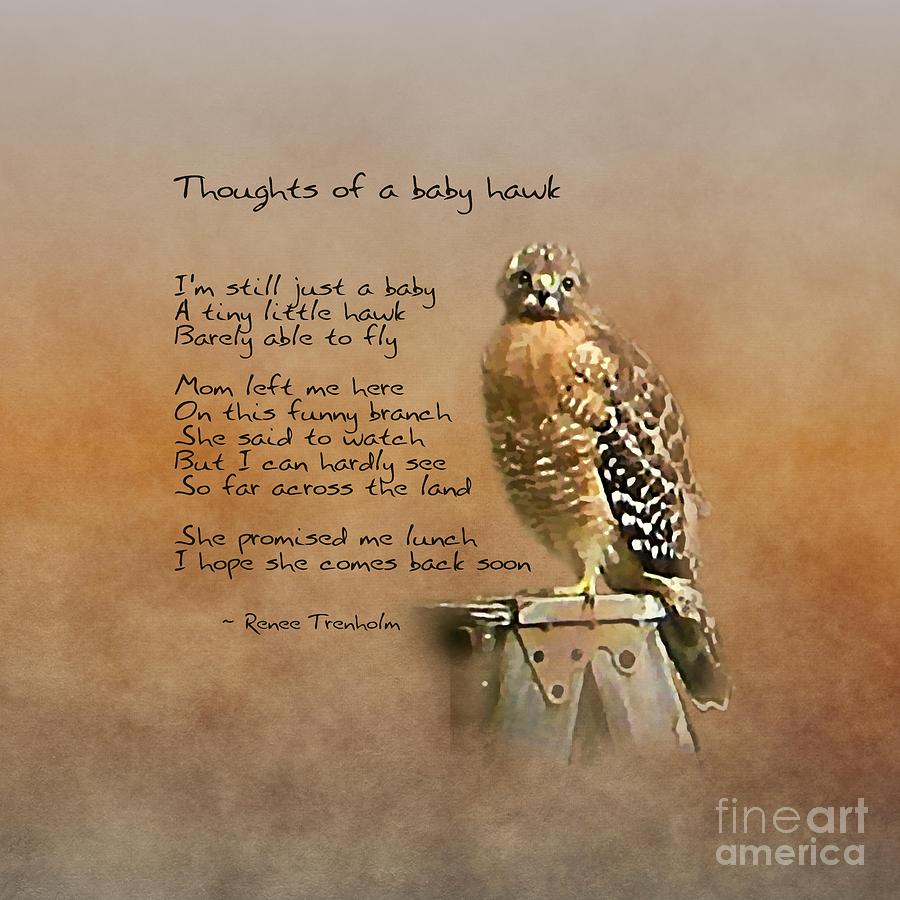 Thoughts of a baby hawk Photograph by Renee Trenholm