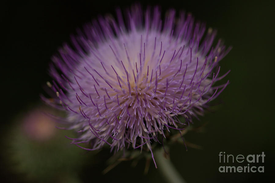 Thoughts of a thistle Photograph by Ruth Jolly