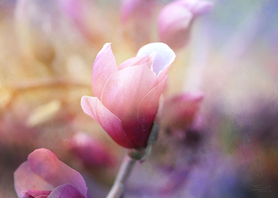 Magnolia Movie Photograph - Thoughts Of Flowers by Theresa Campbell
