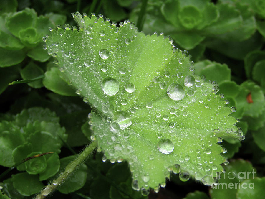 Thousand and One Droplets Photograph by Kim Tran