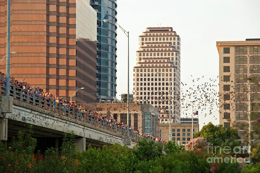 Thousands of bat watchers gather on the Congress Bridge to watch the bats on their evening flight  Photograph by Dan Herron