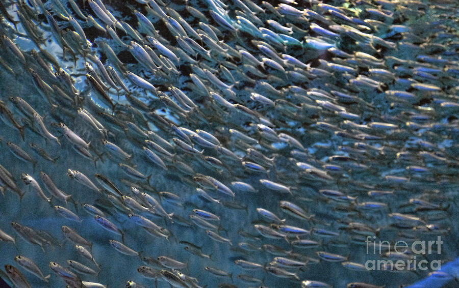 Thousands of Sardines Swirl Ocean  Photograph by Chuck Kuhn