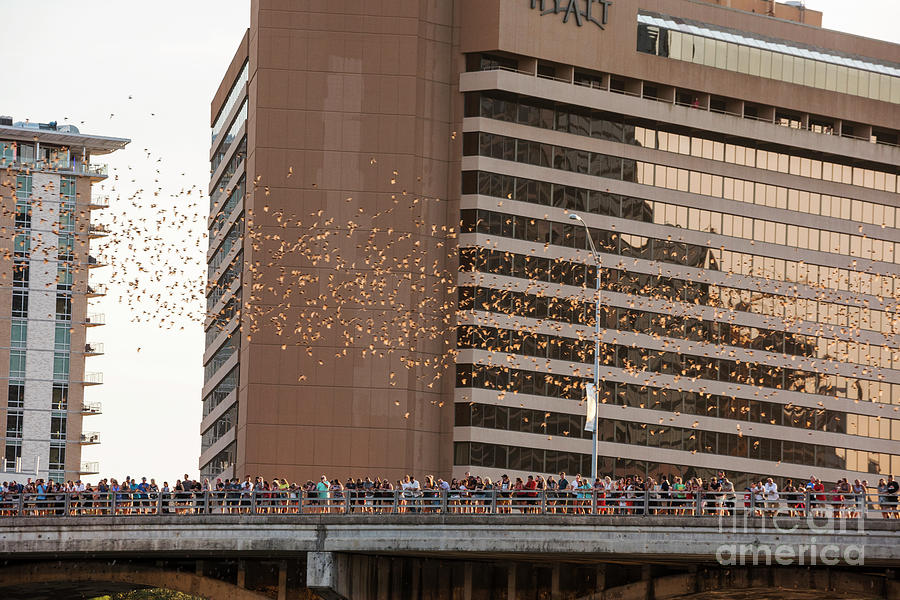 Austin Bats Photograph - Thousands of tourists watch as Mexican free-tailed bats take flight from the Congress Bridge by Dan Herron