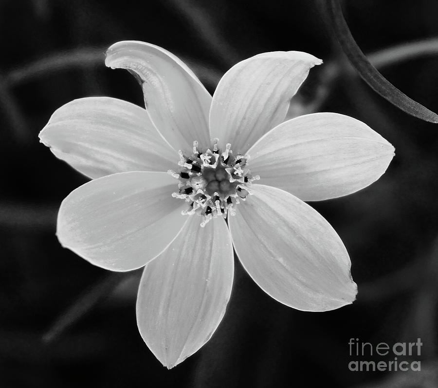 Plant Photograph - Threadleaf In Black And White by Megan Cohen Plant Photograph - Threadleaf In Black And White by Megan Cohen