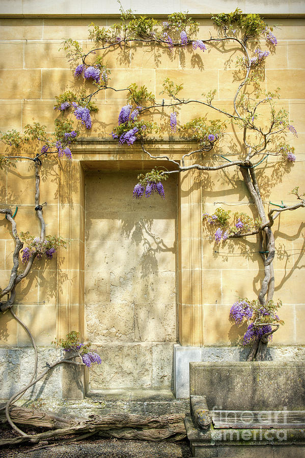 Threads of Wisteria Photograph by Tim Gainey