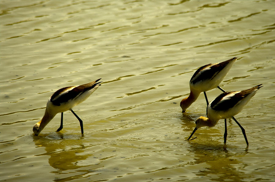 Three American Avocets Photograph by Jeff Swan