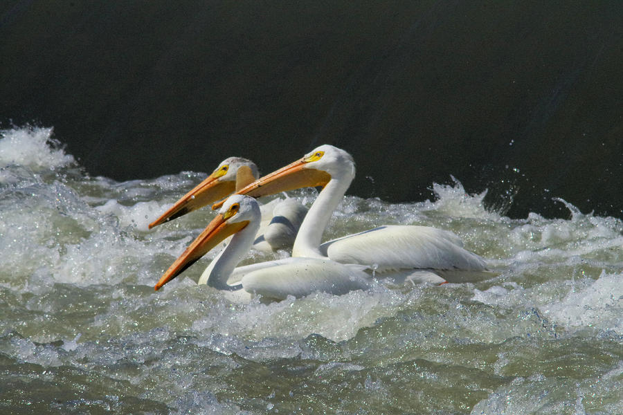 Three American Pelicans Photograph by Jeff Swan