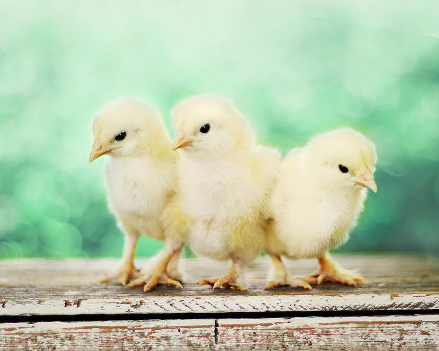 Chicken Photograph - Three Amigos by Amy Tyler