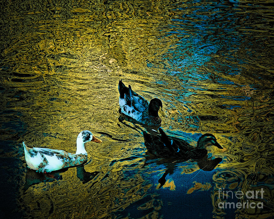 Duck Photograph - Three Amigos by Arne Hansen