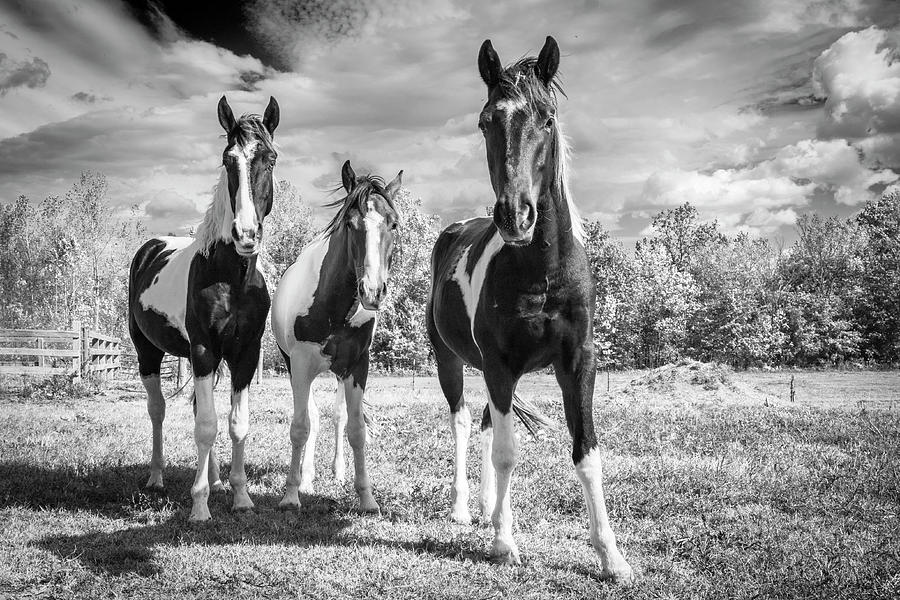 Three Amigos Photograph by Holly Ross