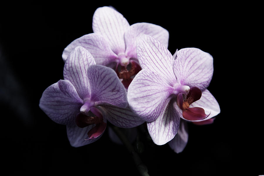 Flower Photograph - Three Amigos by Patricia Davis