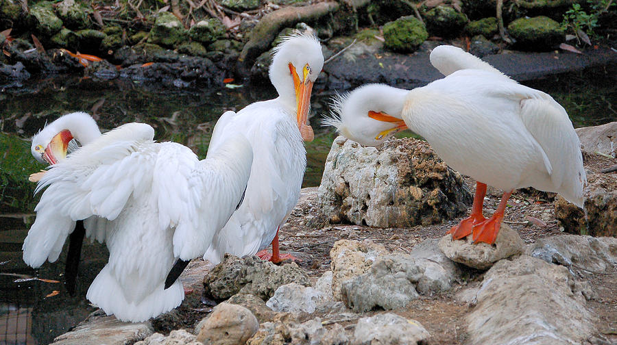 Three Amigos White Pelicans Photograph by Donna Proctor