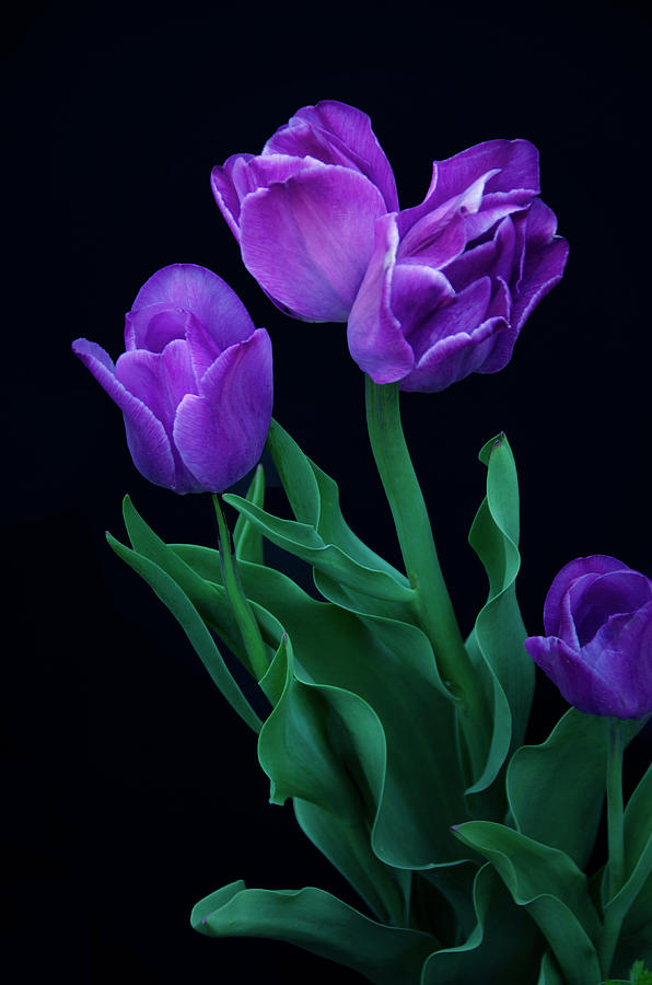 Three and a Half Tulips Photograph by Eleanor Bortnick