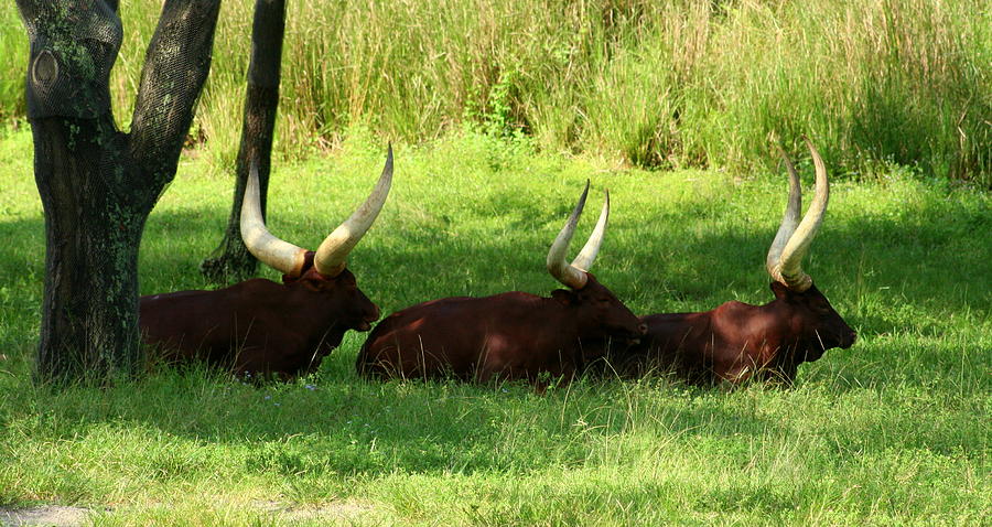 Three Ankole-Watusi Relaxing During the Day Photograph by Anita Hiltz ...