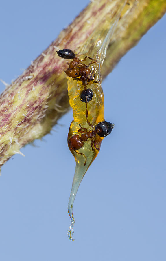 Three Ants Entombed in Sunflower Resin Photograph by Steven Schwartzman