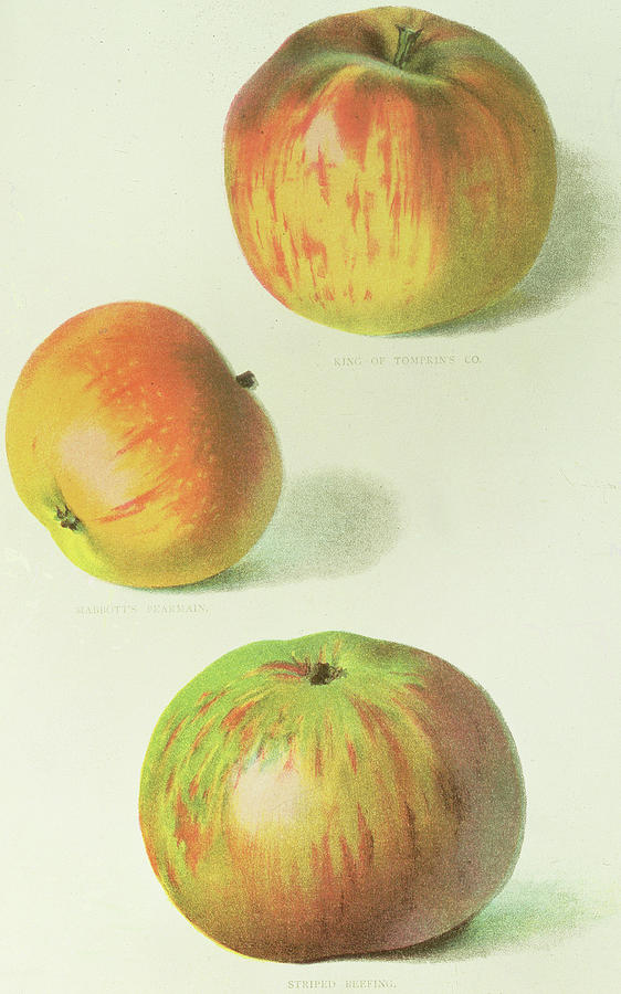Apple Painting - Three Apples by English School