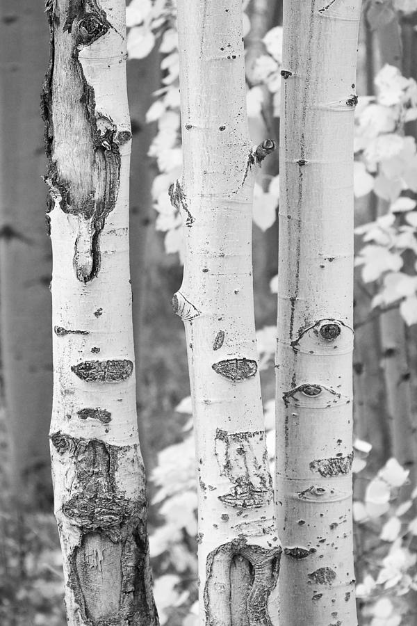 Tree Photograph - Three Aspens In Black and White  by James BO Insogna