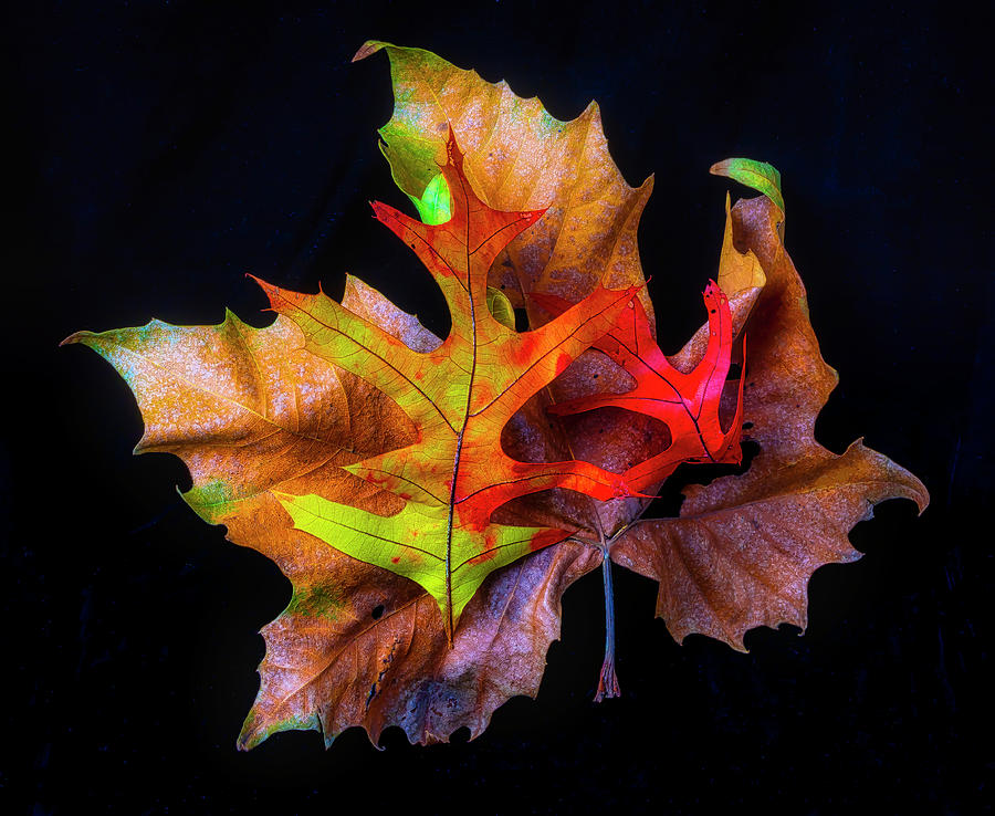 Three Autumn Leaves Photograph by Garry Gay