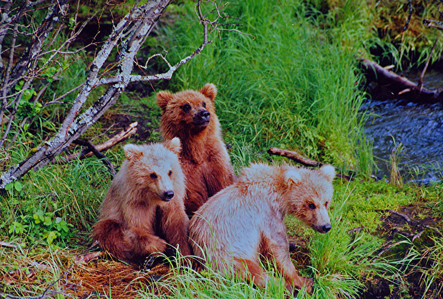 Three Baby Bears Photograph by Martin Massari - Fine Art America