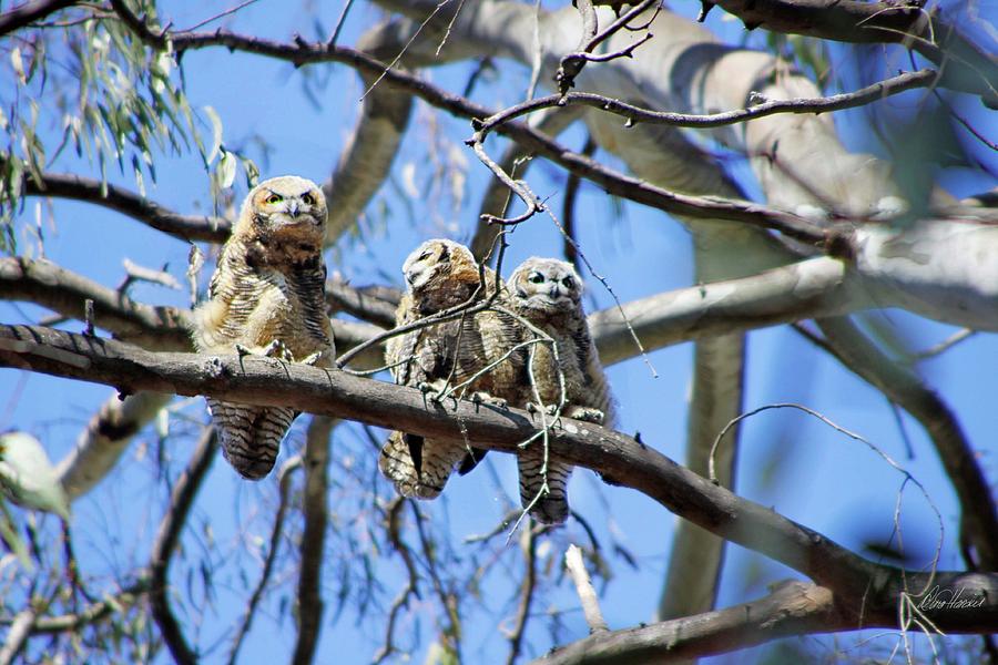 Three Baby Owls Photograph by Diana Haronis