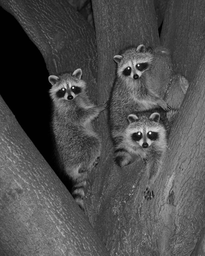 Three Baby Raccoons Photograph