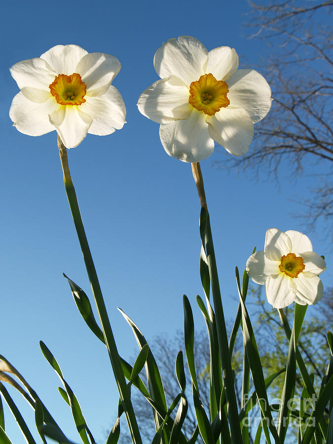 Three Backlit Jonquils from Below Photograph by Anna Lisa Yoder