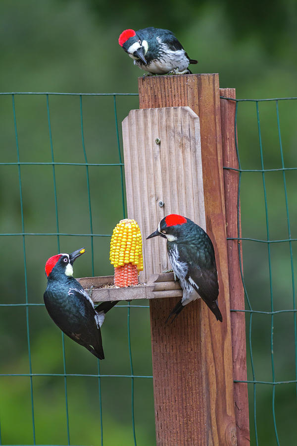 Three Backyard Woodpeckers Photograph by Mark Miller