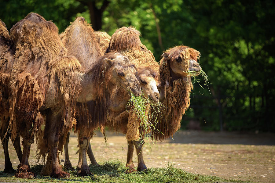 Three Bactrian camels feeding Photograph by Miroslav Liska - Fine Art