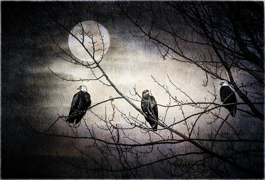 Three Bald Eagles under Full Moon Photograph by Peter V Quenter