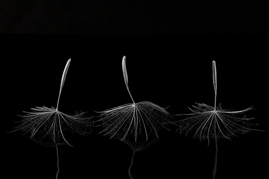 Black And White Photograph - Three Ballerinas by Cheryl Day