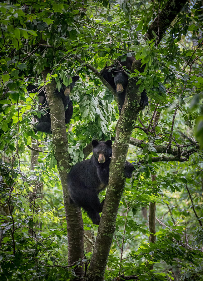 Three Bears Photograph by Bill Martin