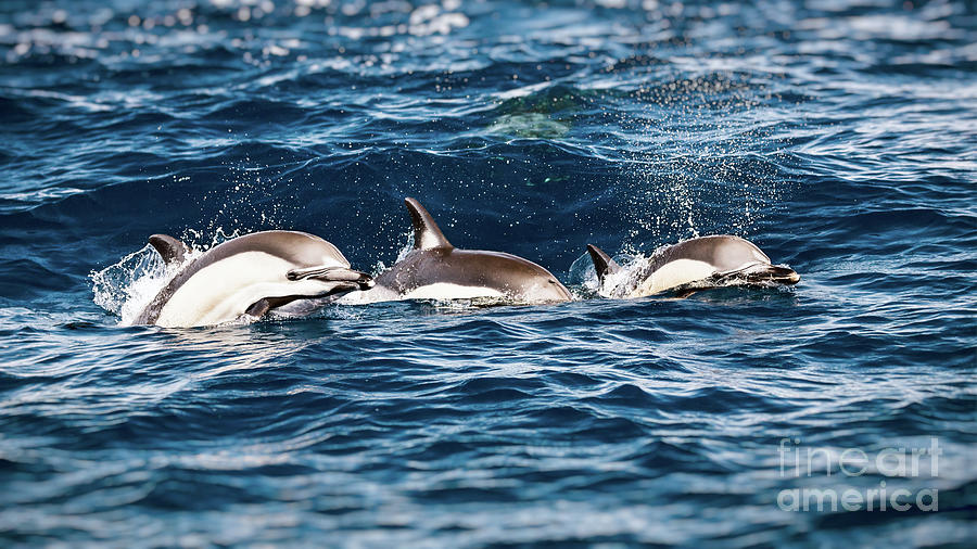 Three beautiful dolphins Photograph by Anna Om