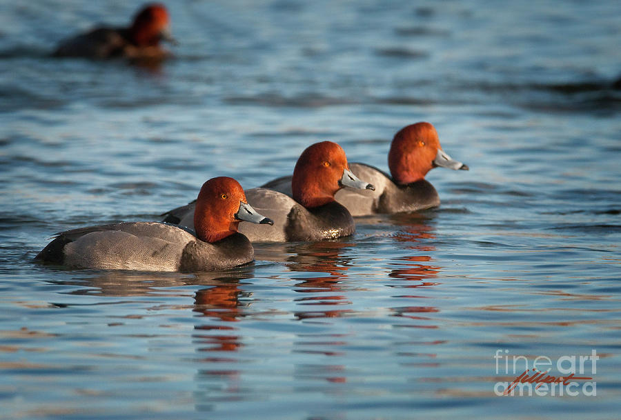 Lake Photograph - Three Beautiful Red Heads by Bon and Jim Fillpot
