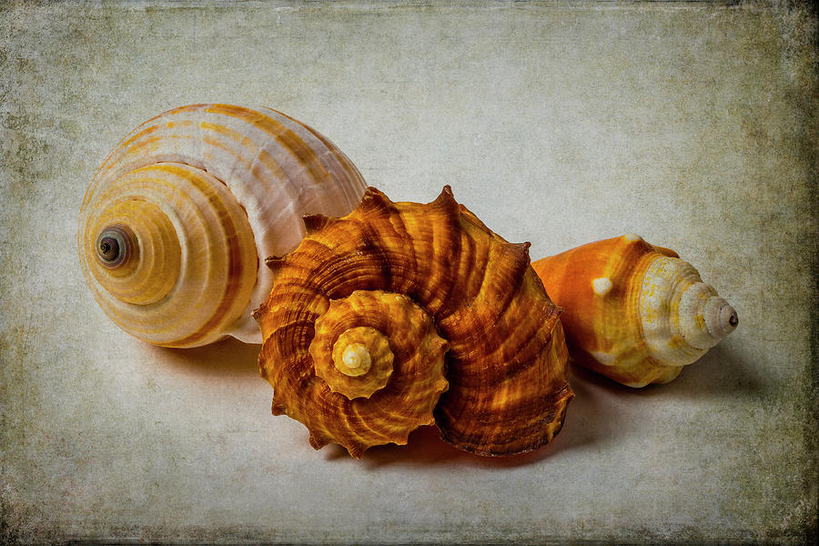 Three Beautiful seashells Photograph by Garry Gay