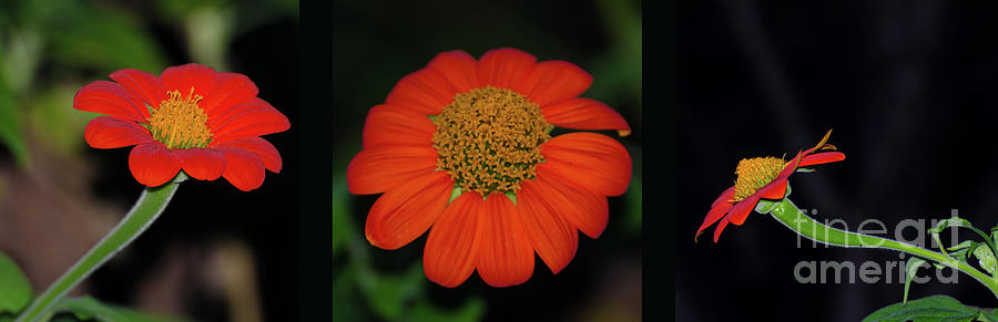 Three Beauty, Mexican Sunflower  Photograph by Donna Brown