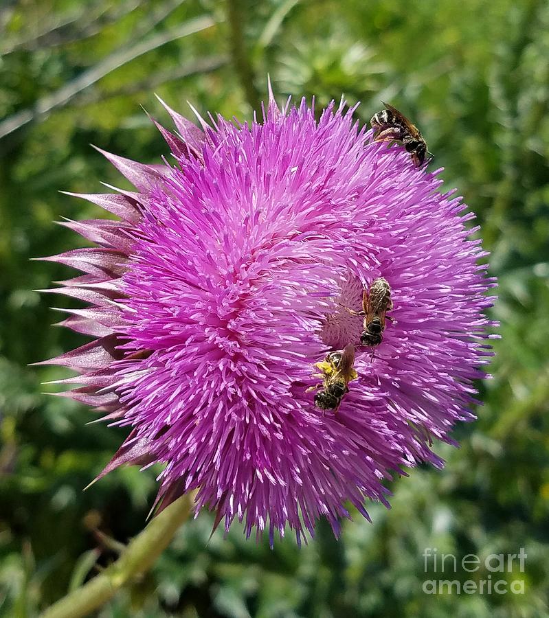 Three Bees on Thistle Photograph by Maria Urso