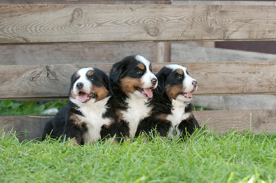 Three Bernese Mountain Dog puppies portrait Photograph by Waldek Dabrowski