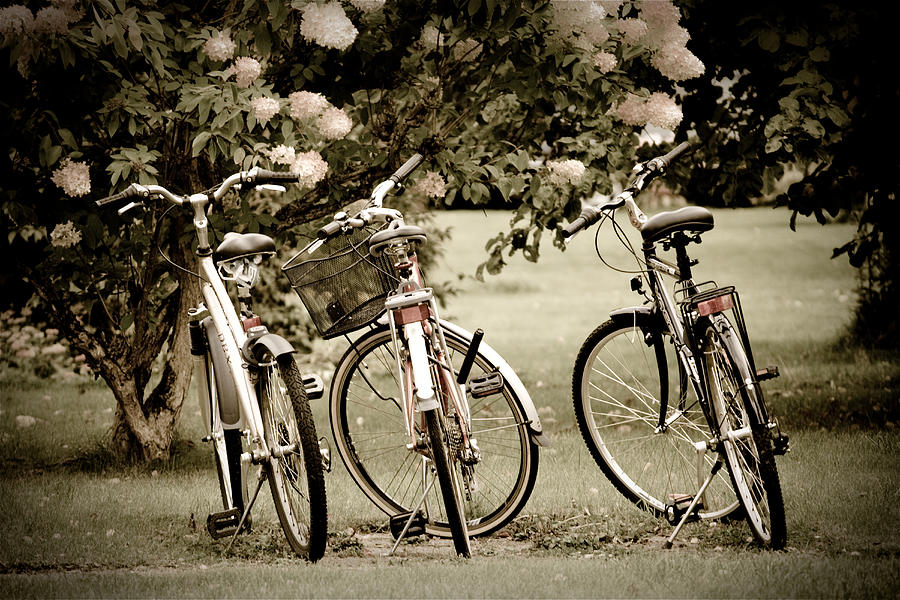 Three Bicycles Photograph by Maggie Terlecki