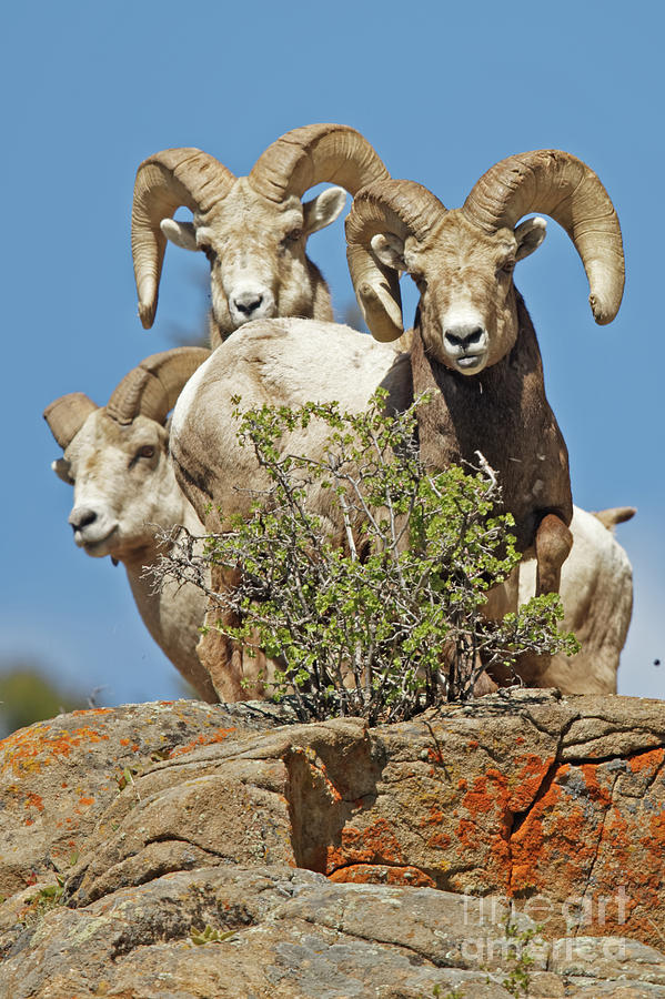 Three Big Boy Colorado Rams Photograph by Natural Focal Point Photography