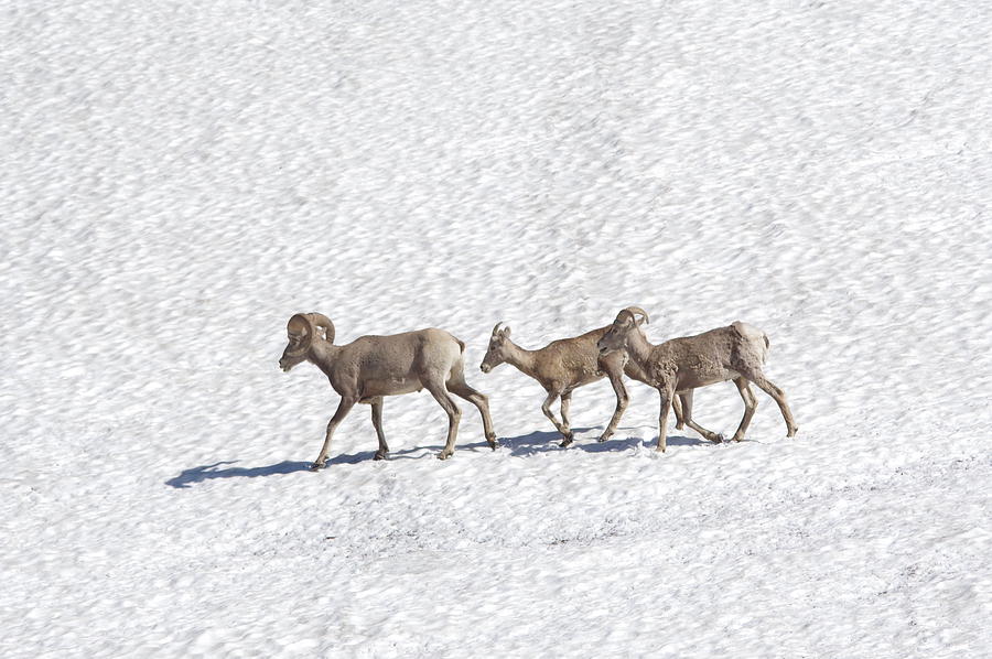 Three bighorn sheep walking across a snowfield Photograph by Jeff Swan