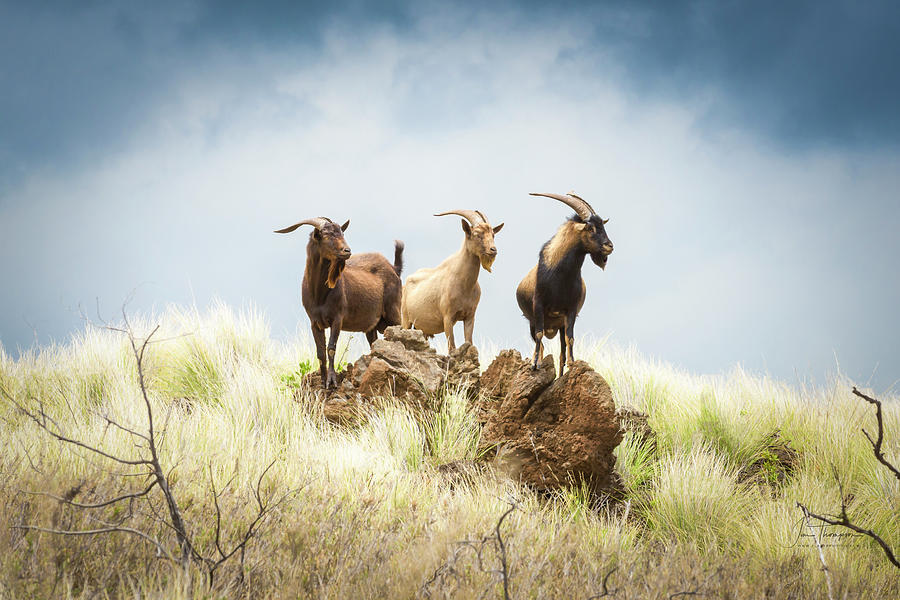 Three Billy Goats Photograph by Jim Thompson