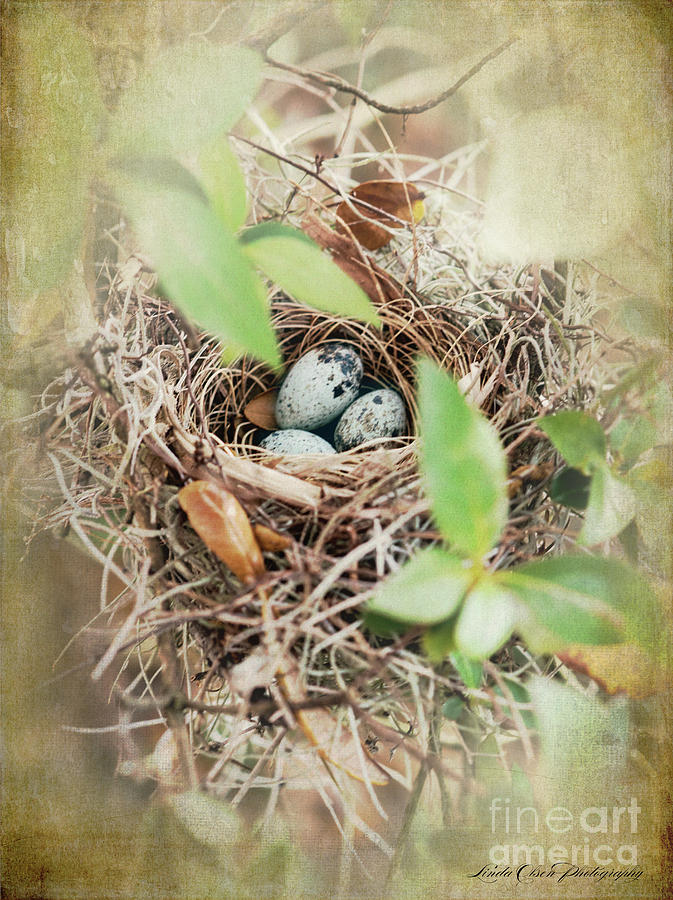 Three Bird Eggs Photograph by Linda Olsen