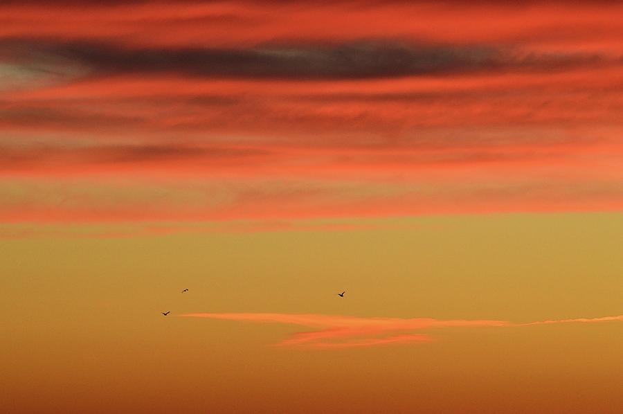 Three Birds At Sunrise  Photograph by Lyle Crump
