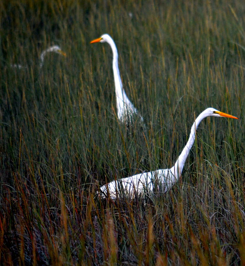 Three Birds Photograph by Colleen Phaedra