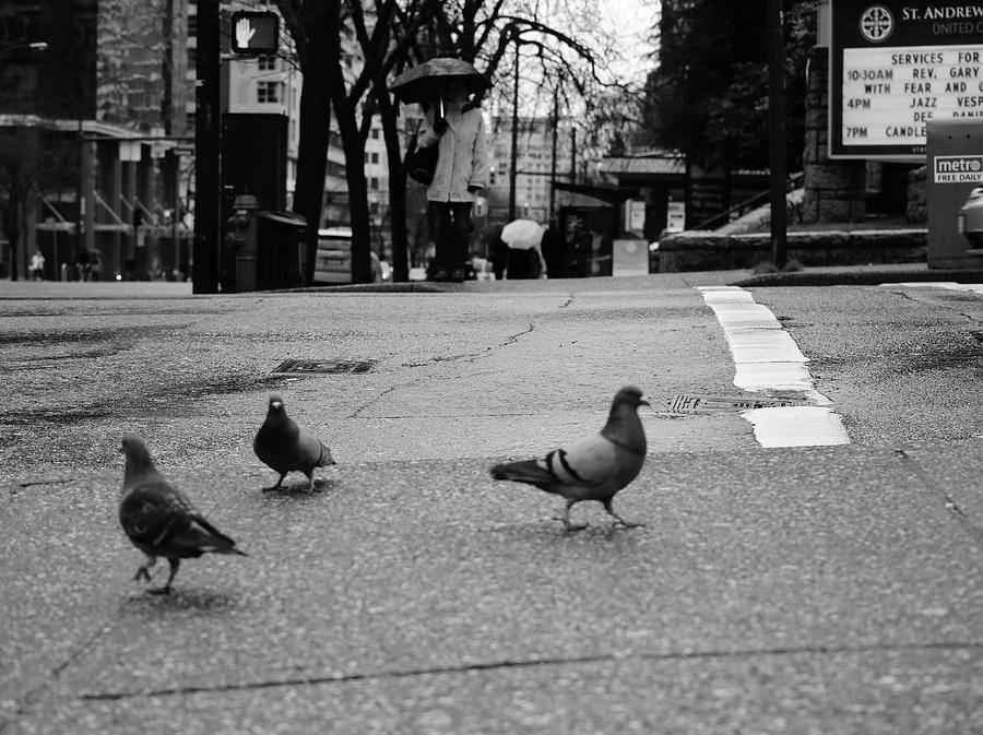 Three birds  Photograph by J C