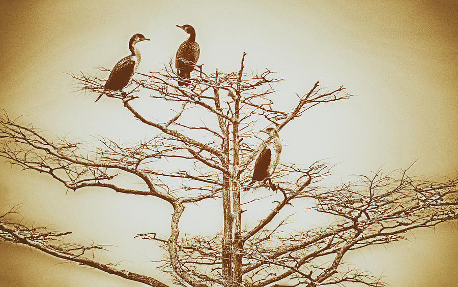 Three Birds in a Tree on the Outer Banks BW Photograph by Dan Carmichael